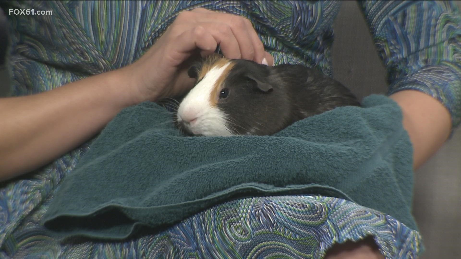 见到Pallis !他是一只一岁大的豚鼠，正在寻找他永远的家。康涅狄格动物保护协会的可收养动物。