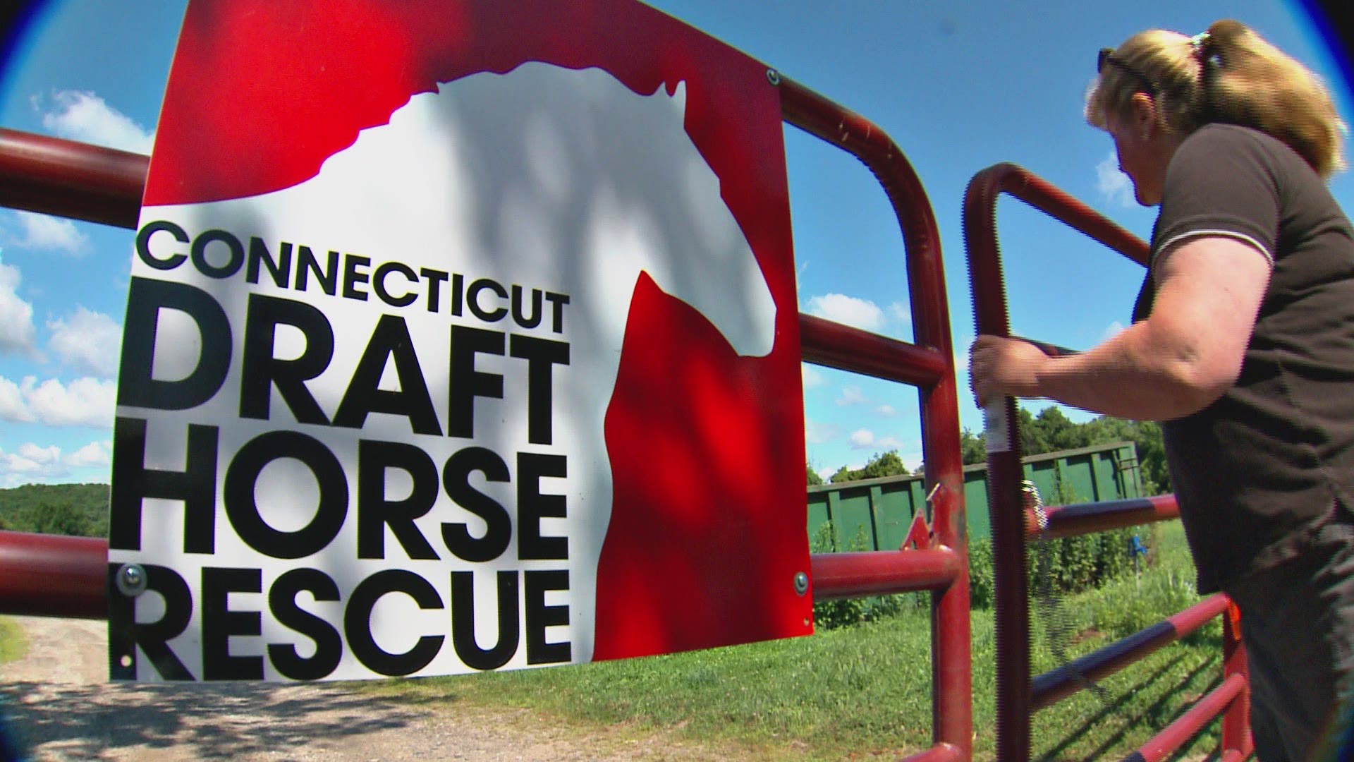 During the pandemic, people have more time on their hands and, as a result, more people have signed up to volunteer at the Draft Horse Rescue.