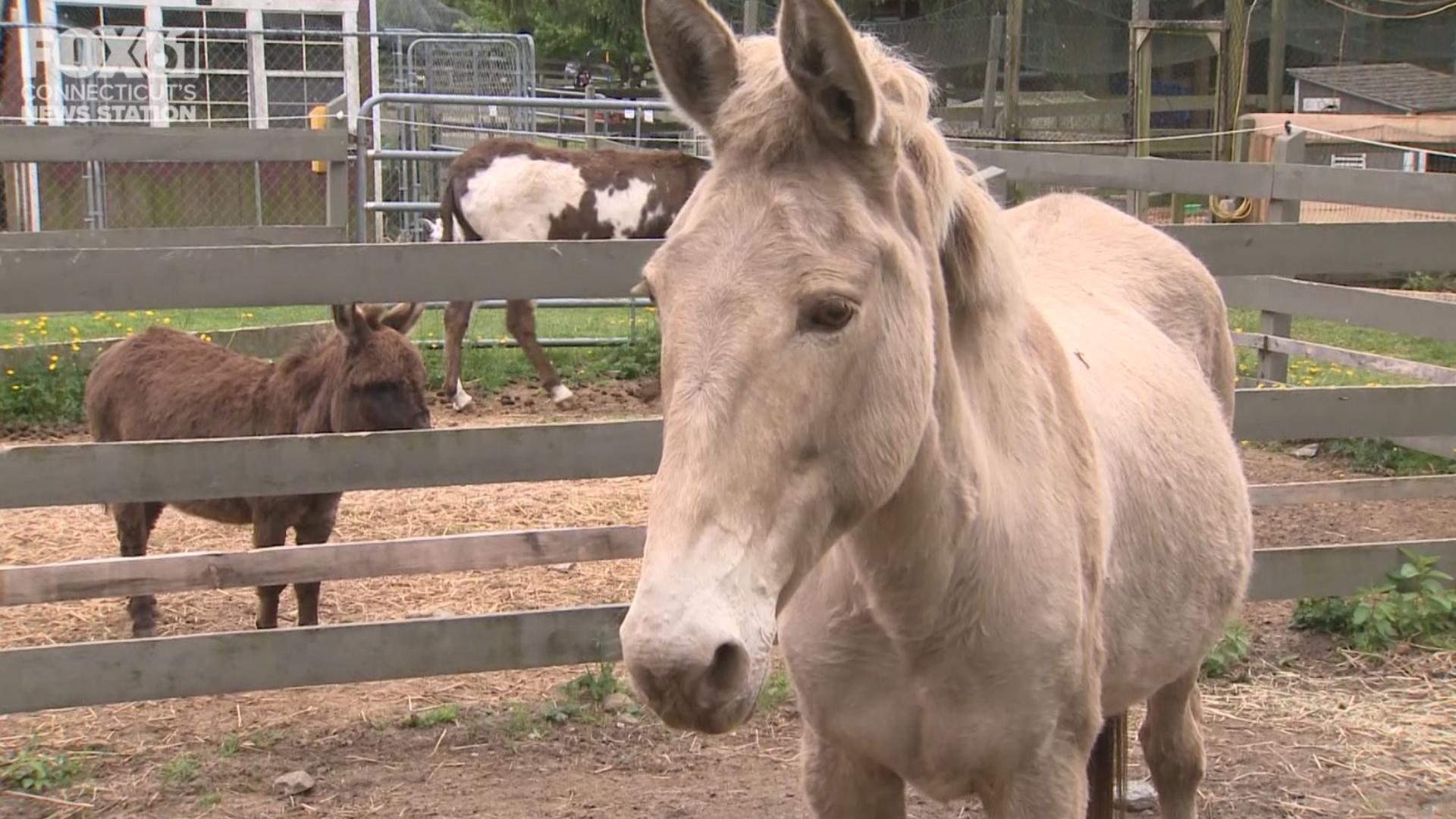 A visit to this farm in East Haddam is more than just a fun day out! It's an animal rescue and therapy center.