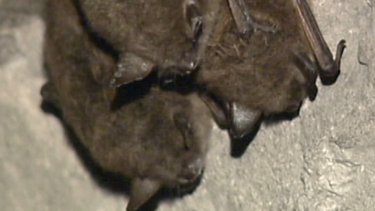 Halloween means ‘Bat Week’ has arrived for state environmental experts
