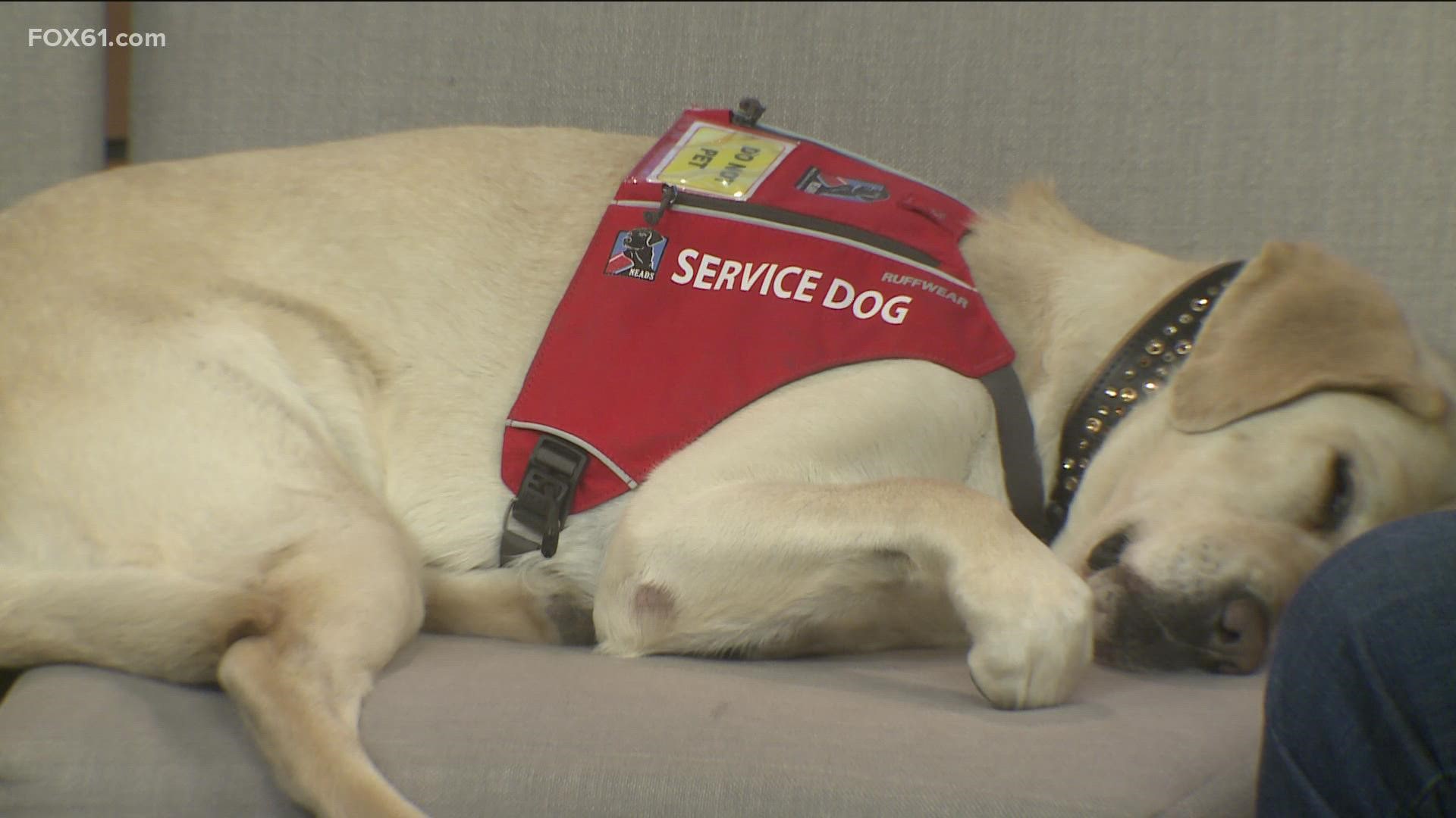 Katelynn Steinke tours the country to share how her service dog Jones helps her in her everyday life. FOX61/TEGNA are sponsoring a NEADS puppy.