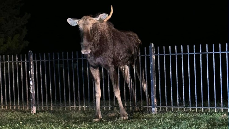 Trapped moose freed from fence in late-night rescue: Troopers