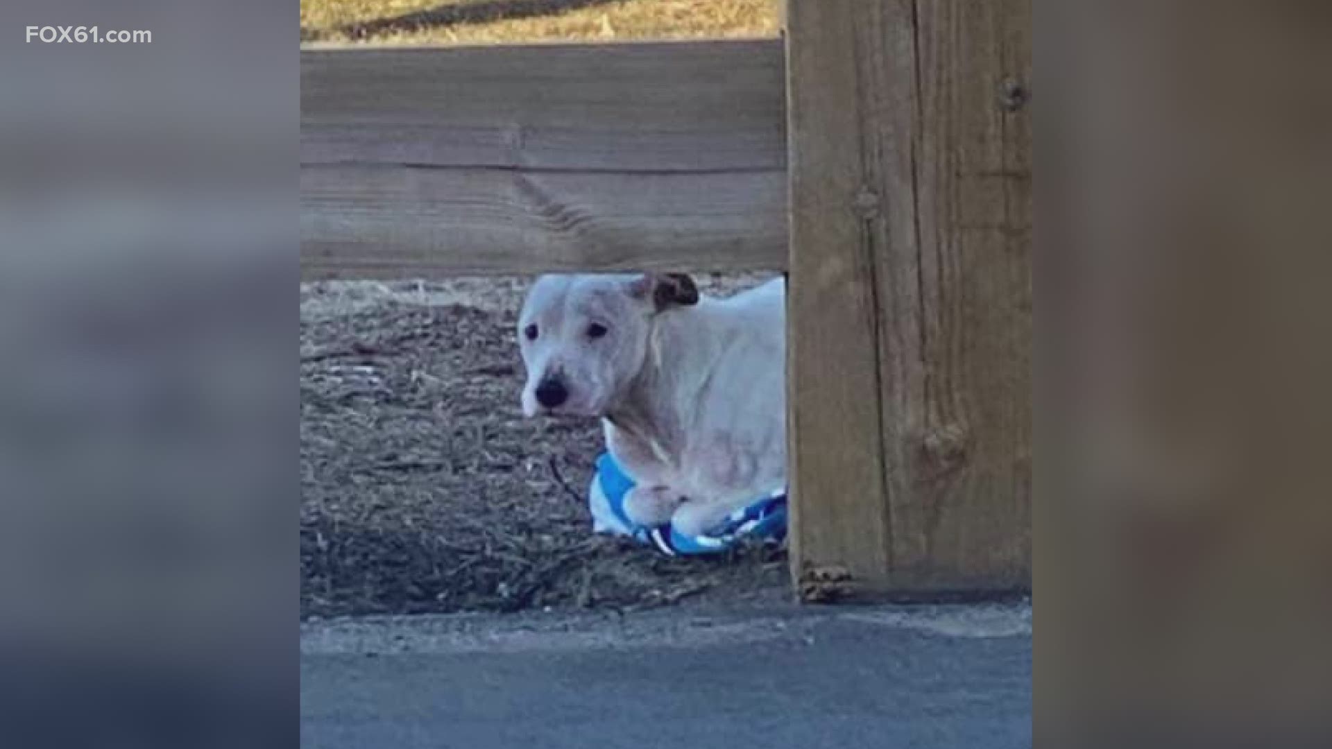 The shelter said that the dog was at least 10-20 pounds underweight and had démodex mange, overgrown toenails, and had pressure sores from being created