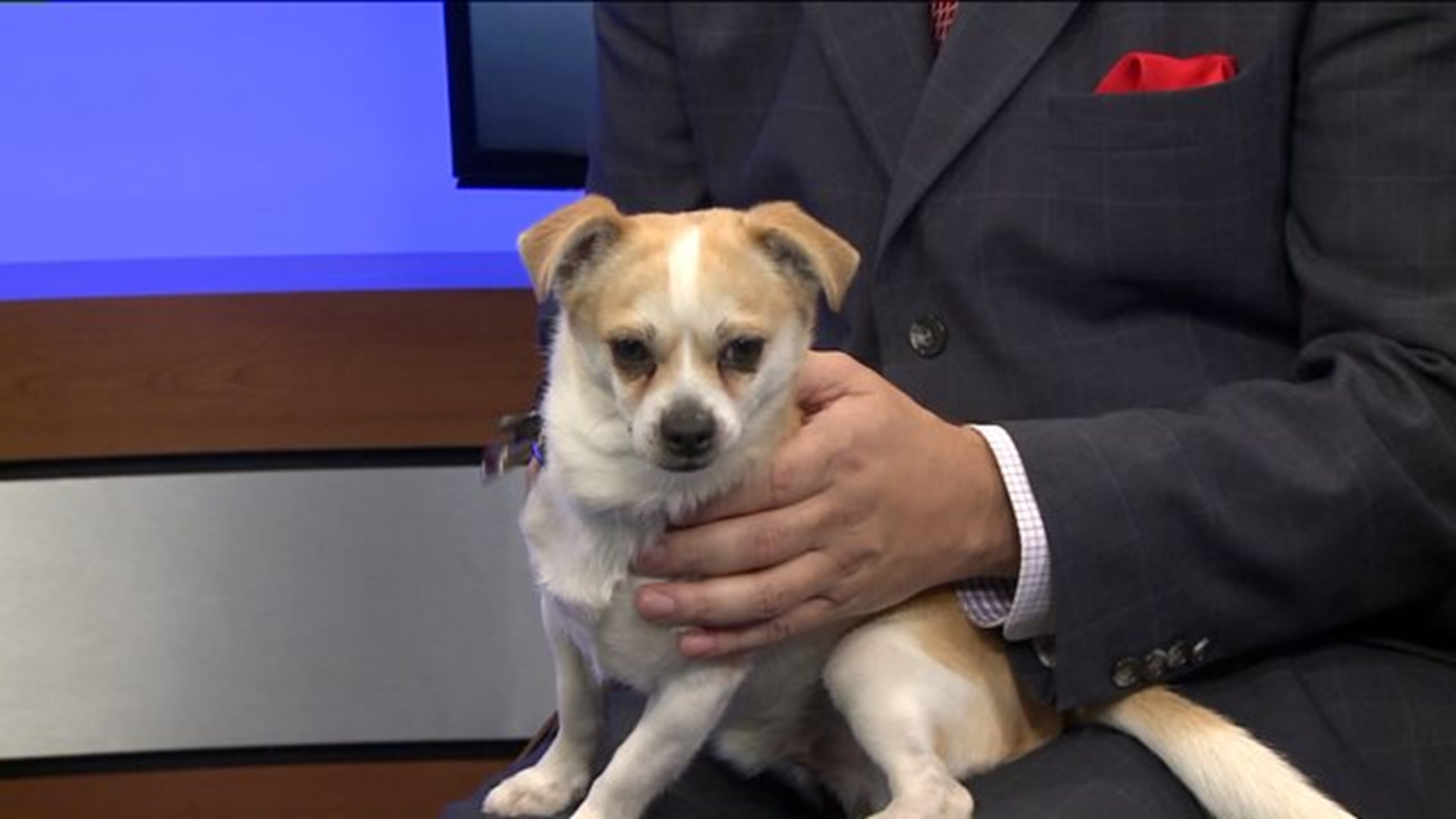 Pet of the Week - Oliver