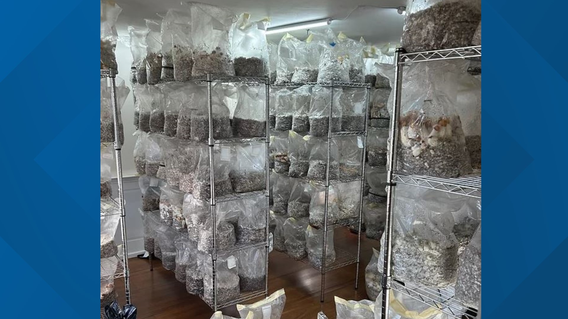 Illegal mushrooms worth 8.5 million found in Connecticut home