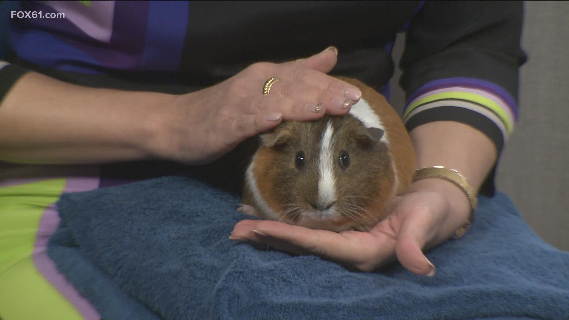 This week's pet of the week is Milo the Guinea pig, who is up for adoption at CT Humane Society.