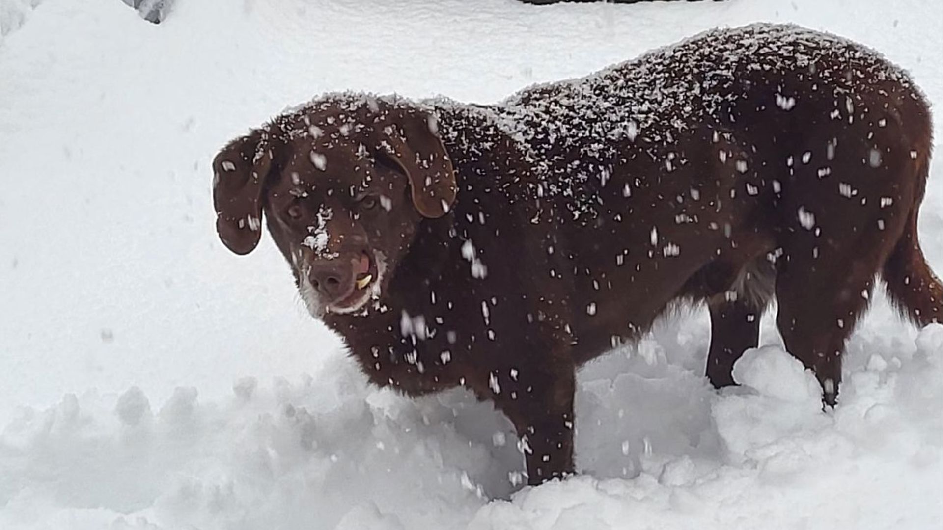 Winter Storm Hits Connecticut, Dumping Inches Of Snow | Fox61.com