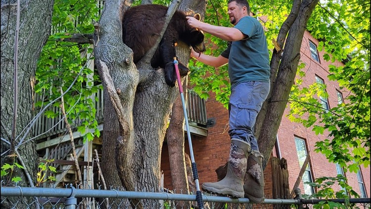 Bear stuck in tree safely taken down in Hartford