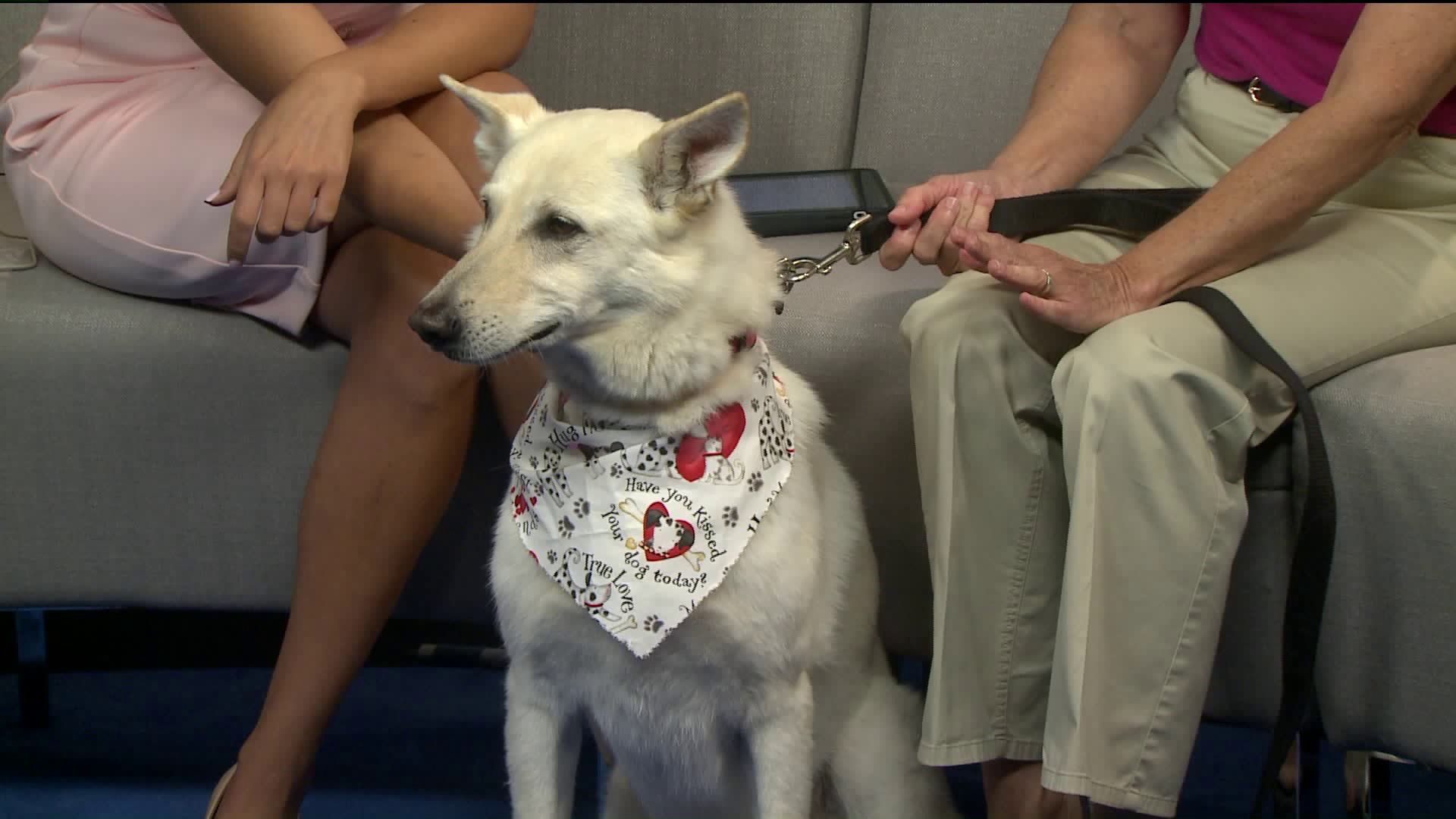 Pet of the Week -Daisy