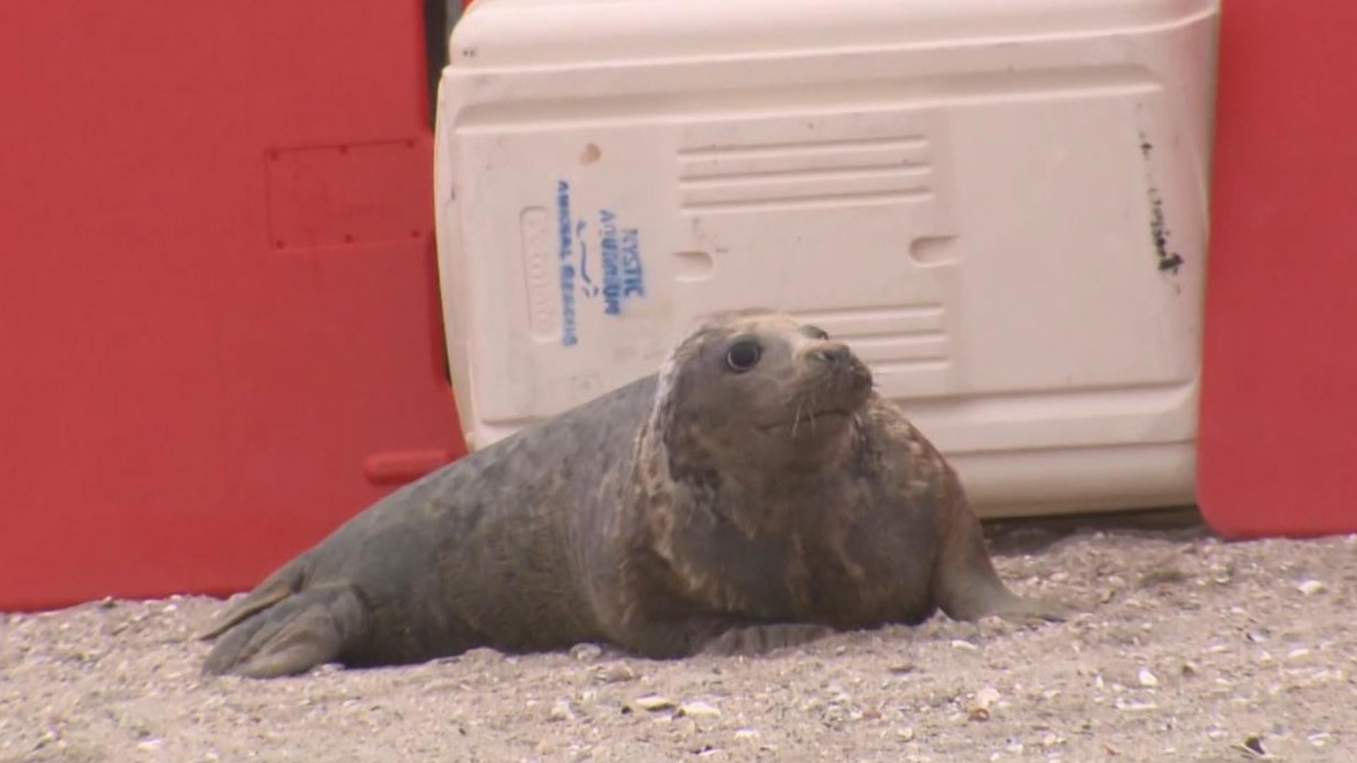 The seal pups were in bad shape before Mystic Aquarium rescued them. The four pups were released into the Sound at Hammonasset beach.