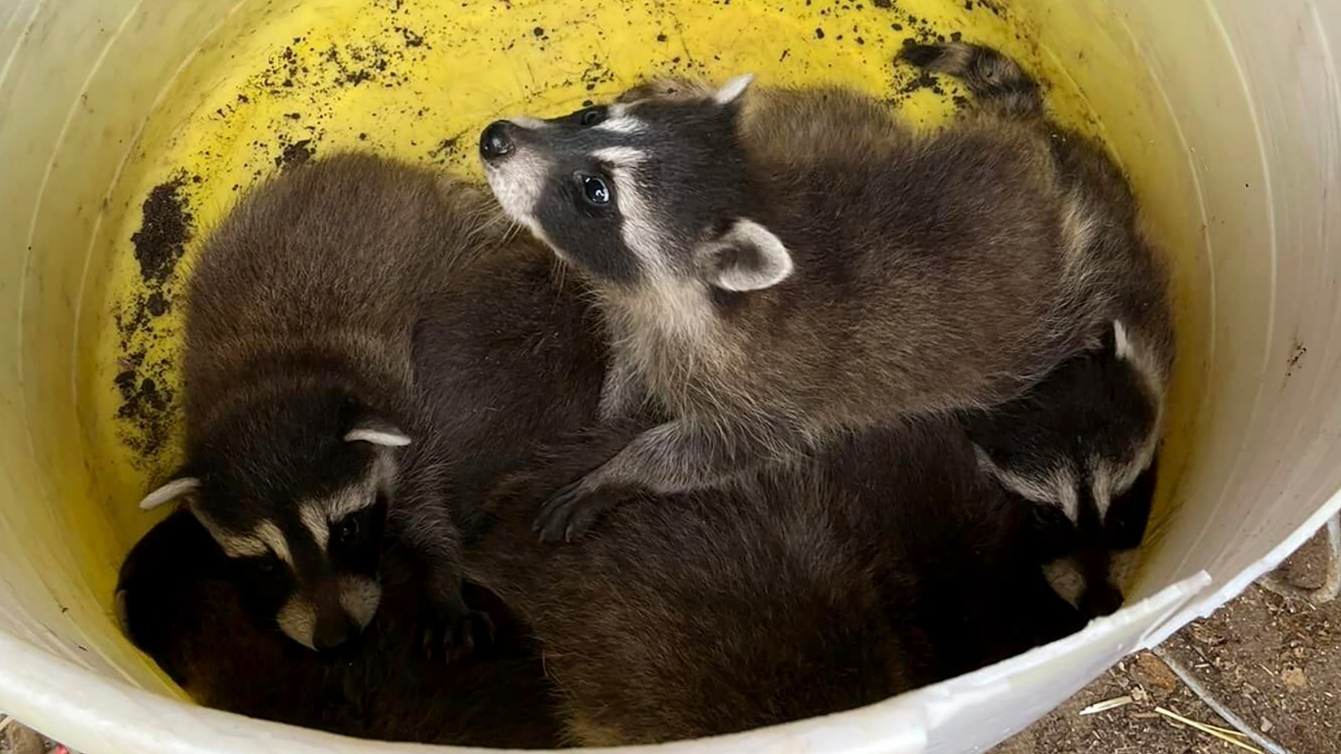 Raccoon In Niantic Tests Positive For Rabies | Fox61.com