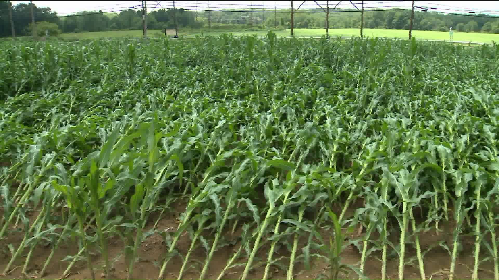 Corn for Podunk Popcorn flattened by storm