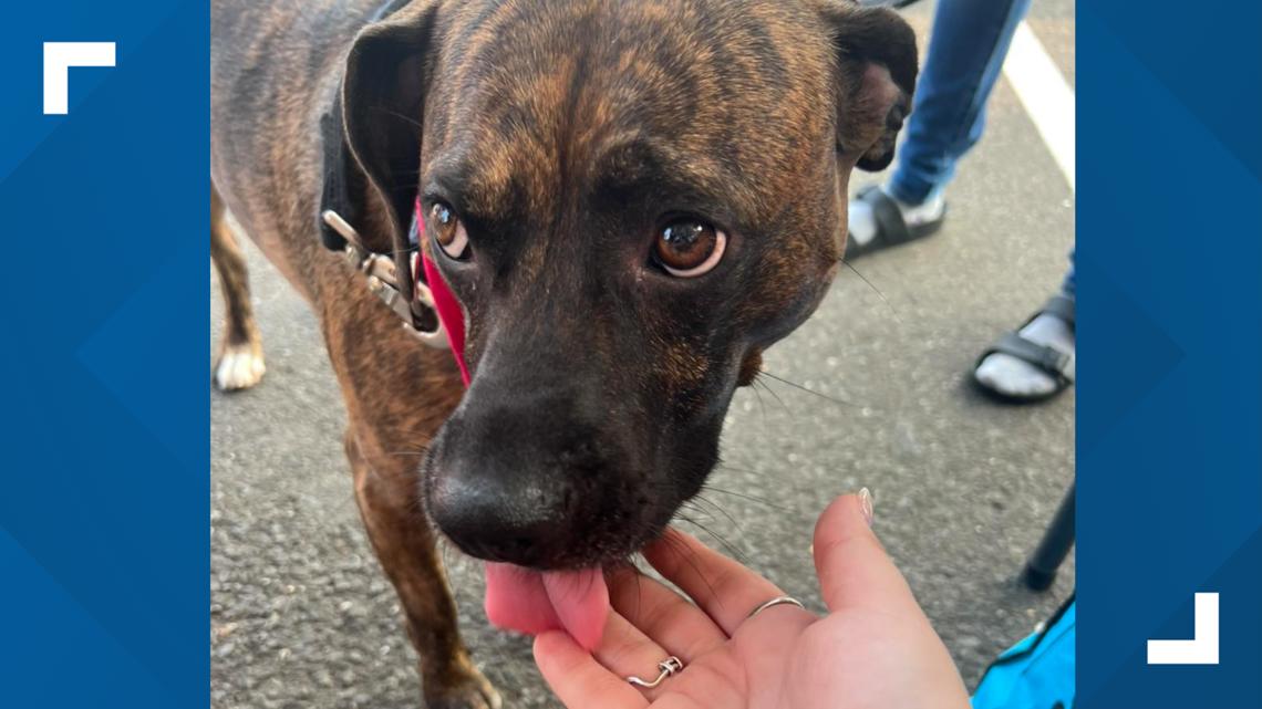 Hamden animal rescue nonprofit receives $162,000 grant to build new shelter