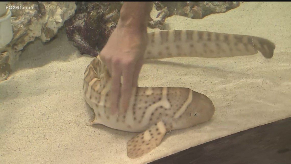 Exploring ocean worlds with Mystic Aquarium