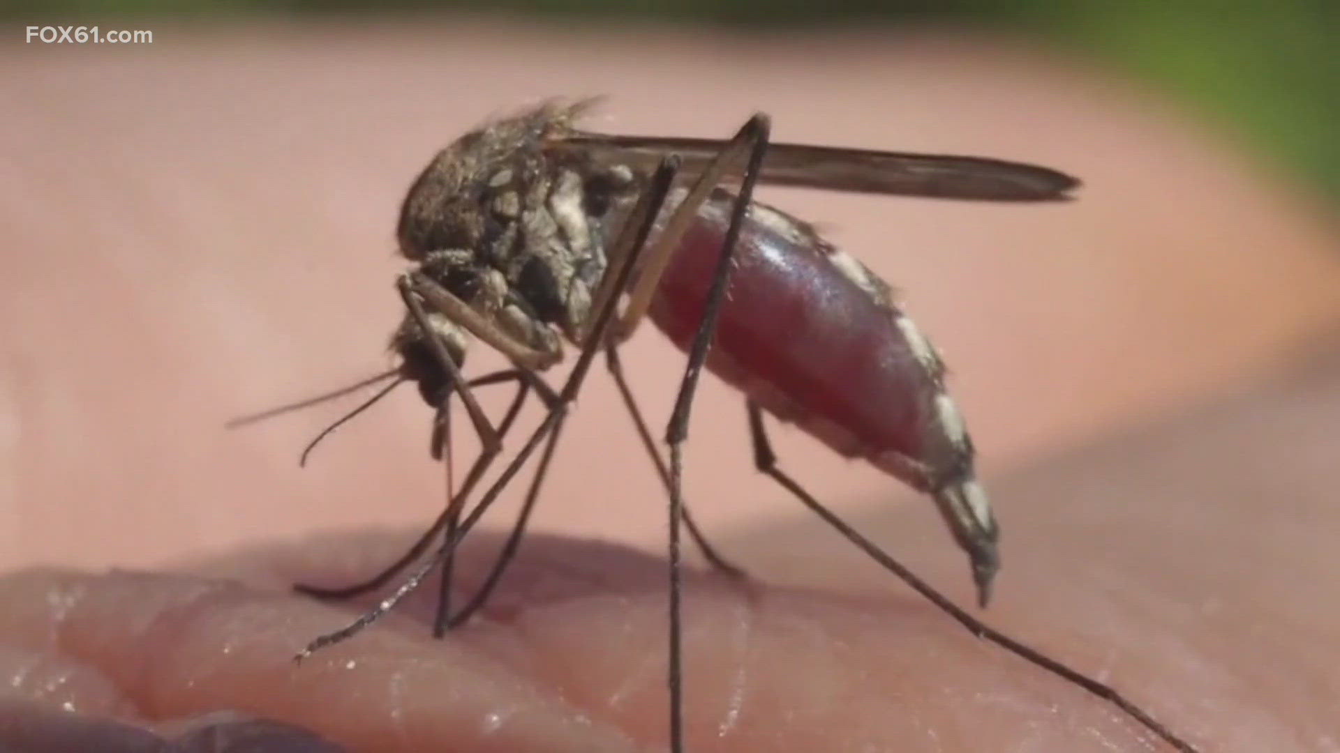 Environmental officials are warning of more mosquitoes testing positive for EEE and West Nile virus in Connecticut.