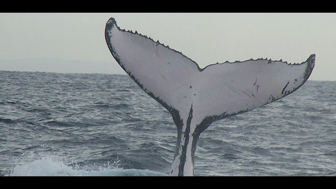 Humpback whale spotted in Long Island Sound for third year in a row