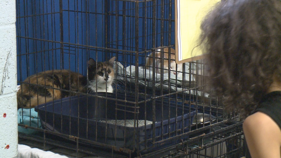 Winsted cat goes for adoption, rescued from a "hoarding" house