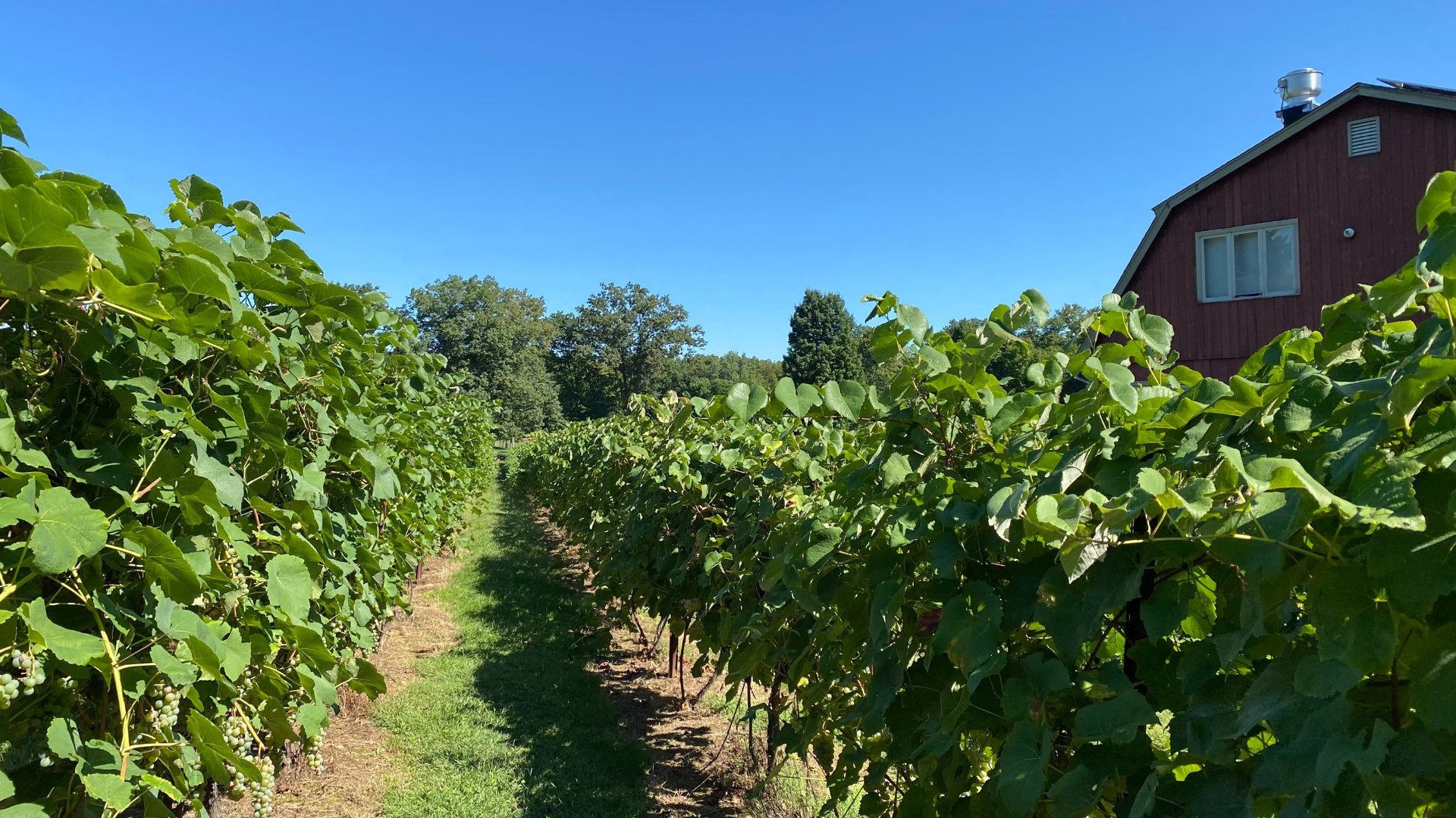 Connecticut vineyards start harvesting grapes for fall