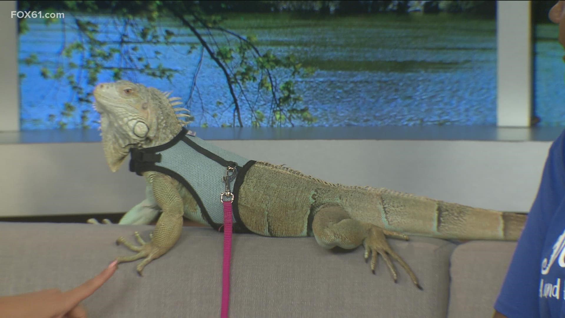 Trumbull's 'SeaQuest' provides family fun with its interactive aquarium