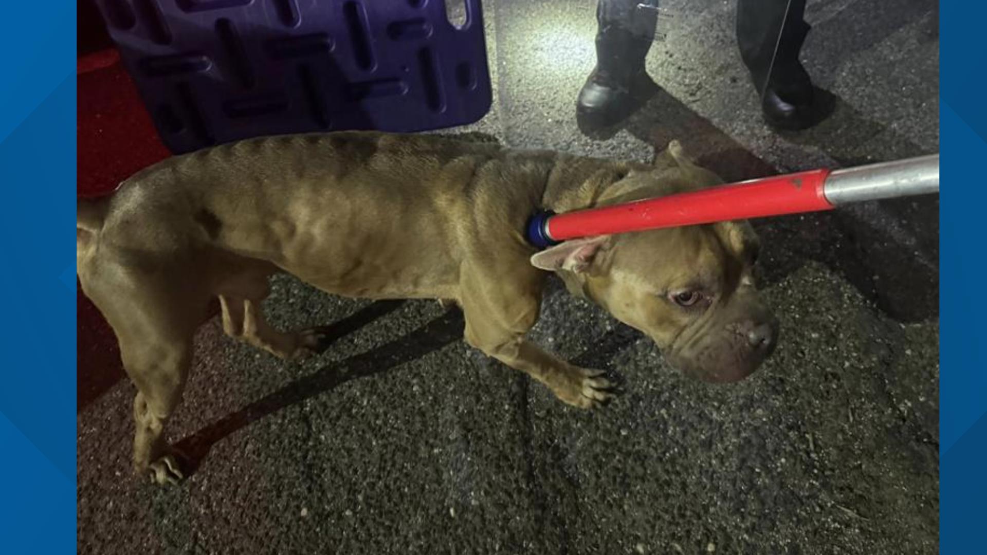 Severely emaciated pit bull rescued in Seymour; $5K reward offered to ...