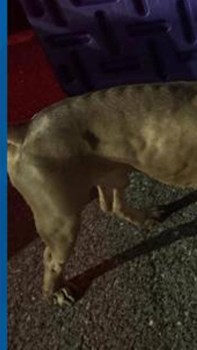 Severely emaciated pit bull rescued in Seymour; $5K reward offered to ...