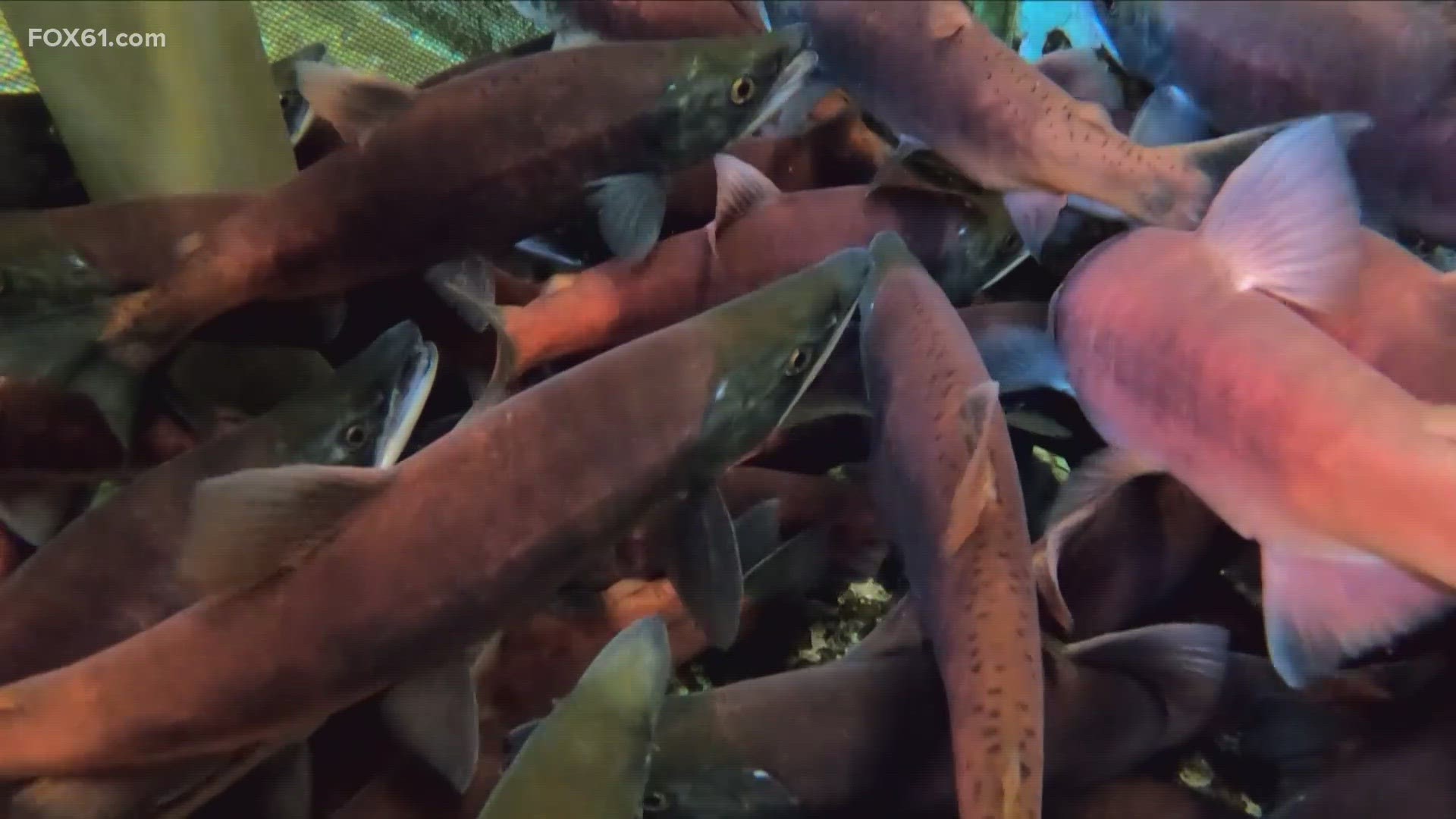 It is spawning season for the Kokanee Salmon – a fish native to western states but one that lives in three Connecticut lakes.