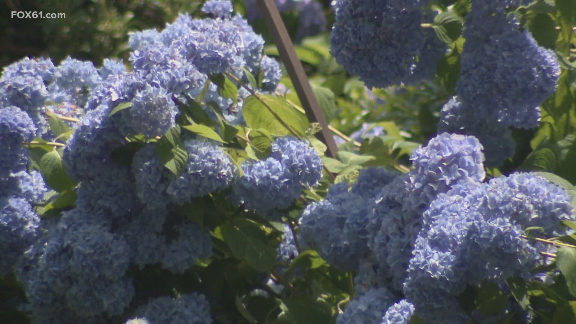 Hydrangeas are showing off all around the region right now in Connecticut. FOX61's Lindsey Kane is in Vernon at The Garden Barn Nursery & Landscape with more.