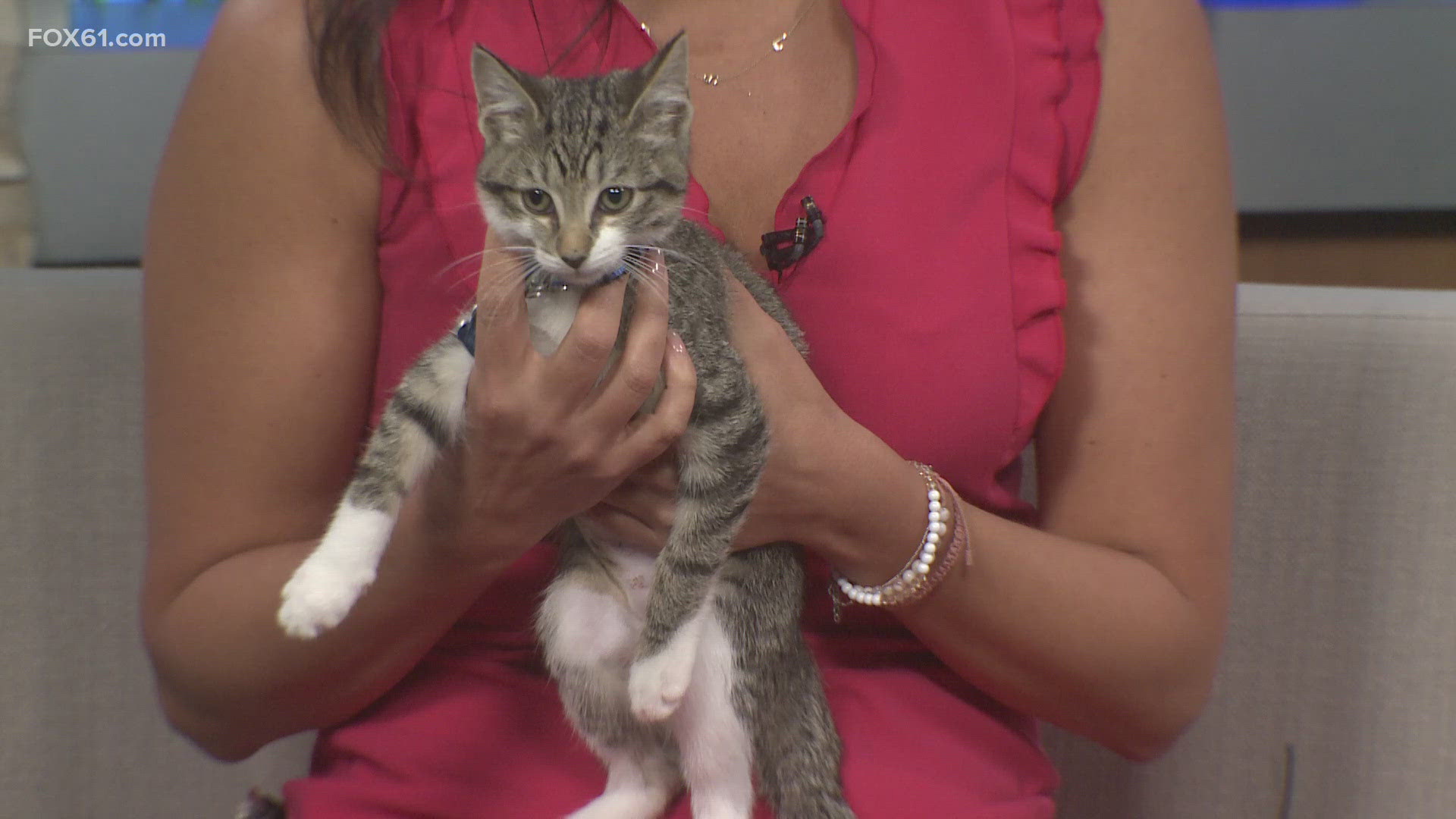 Bluebell | Pet of the Week