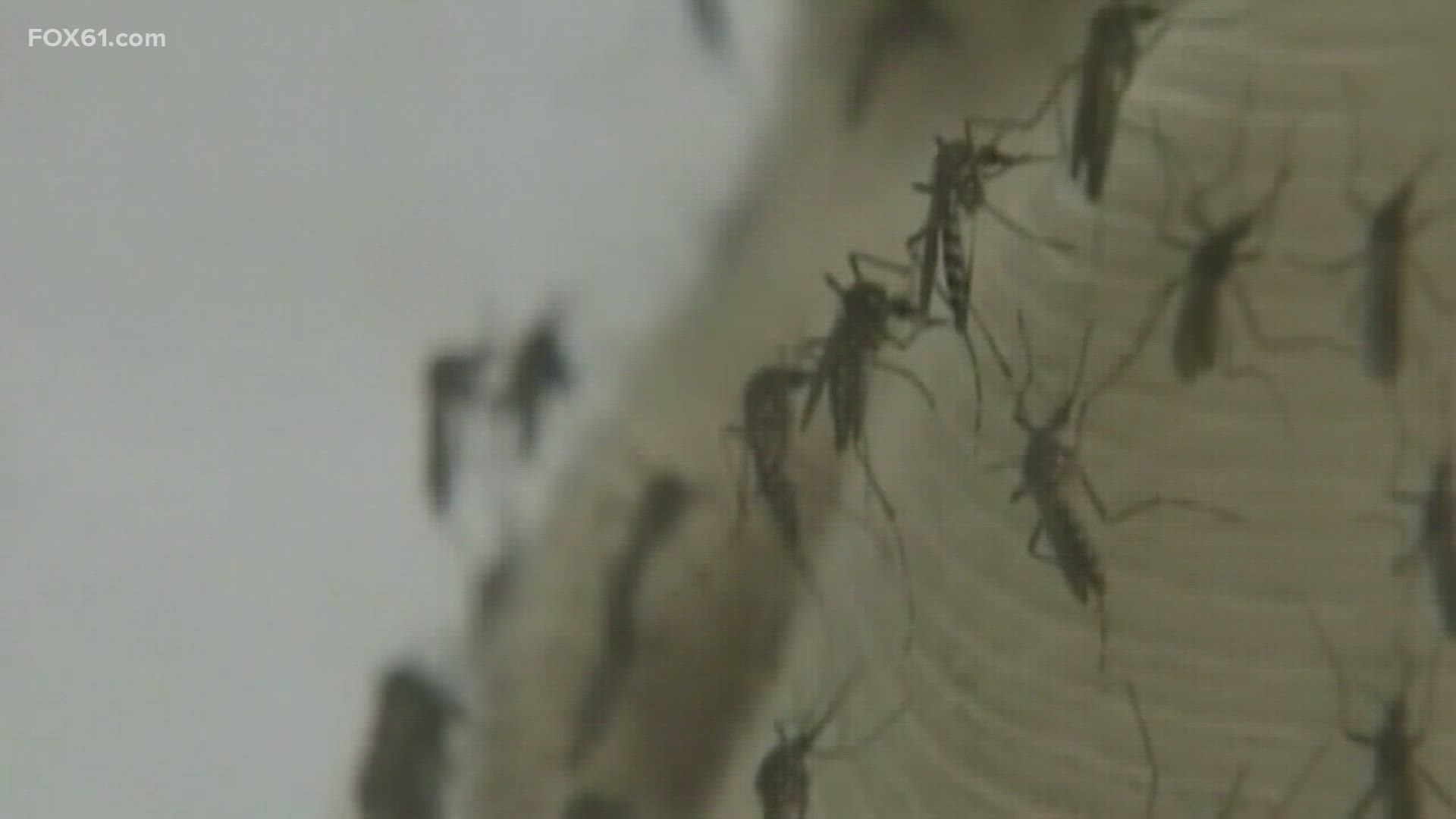 While the virus has been detected in mosquitoes in more than a dozen towns there have been no animal or human cases this year.