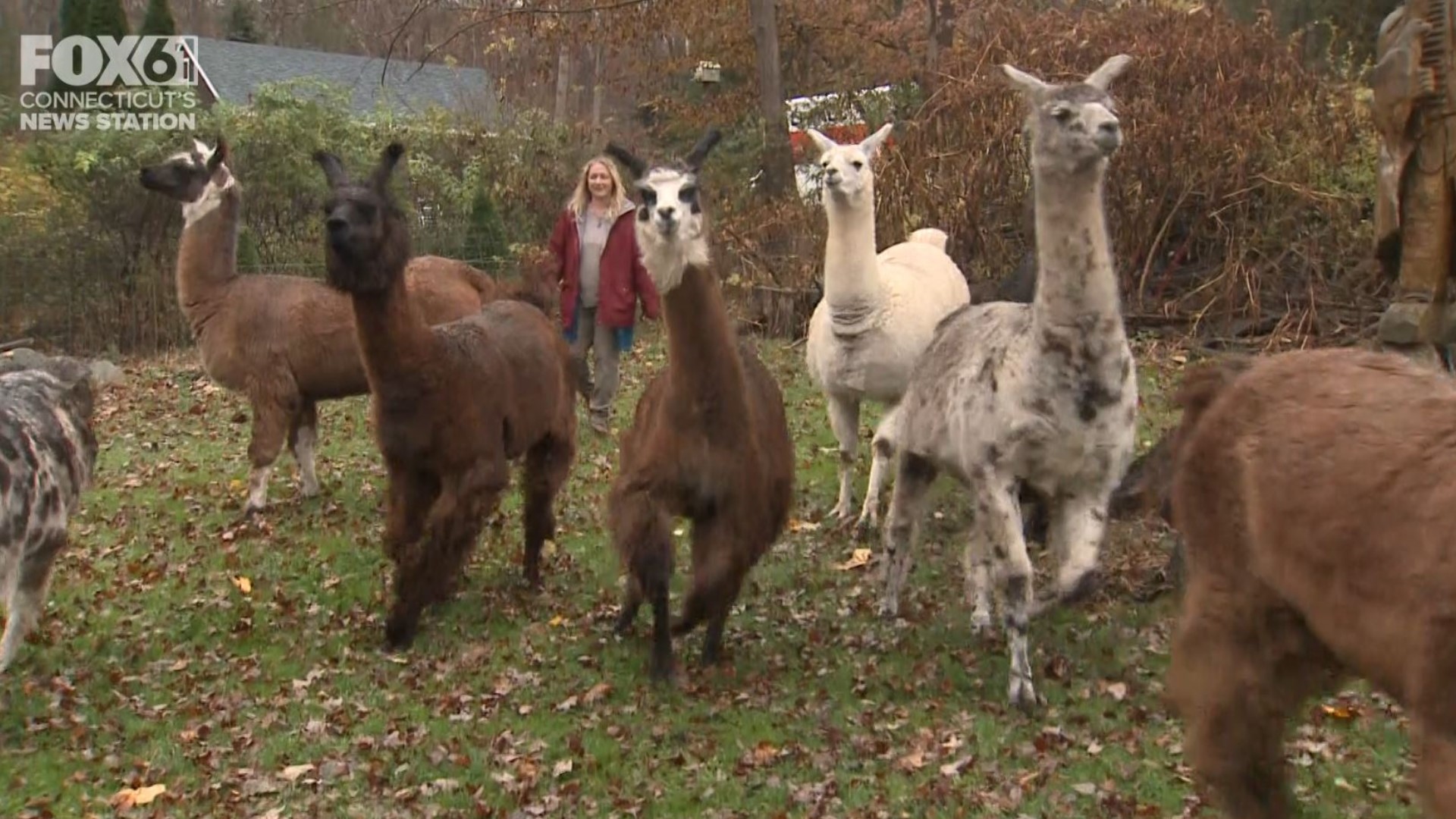 Llamas and goats roam the pastures in Sandy Hook. Also, explore their Native American tipi on property.