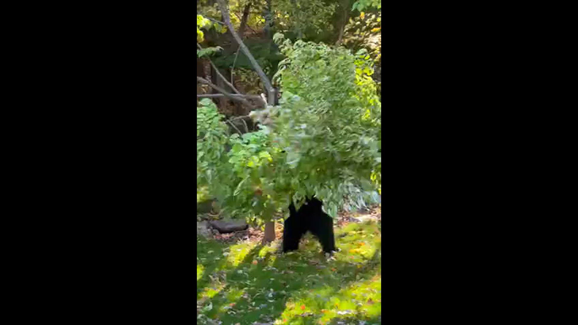 This big guy was hanging out in our yard eating seed pods off our dogwood tree for about 20 minutes yesterday.
Credit: Kathie