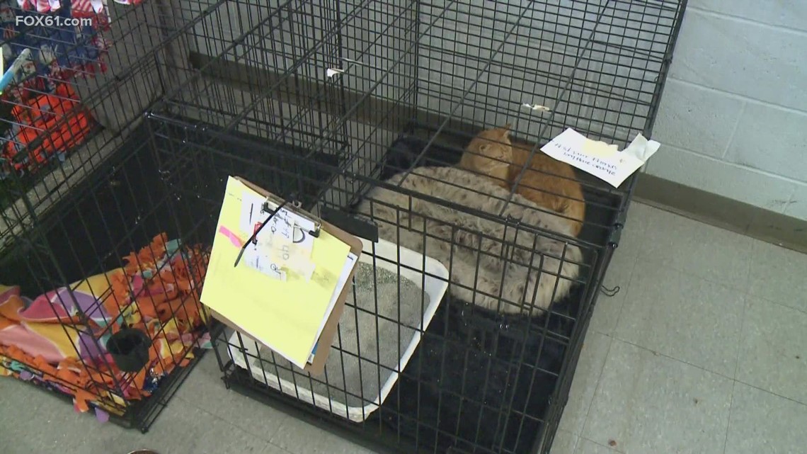 3 to face judge in Connecticut animal hoarding case