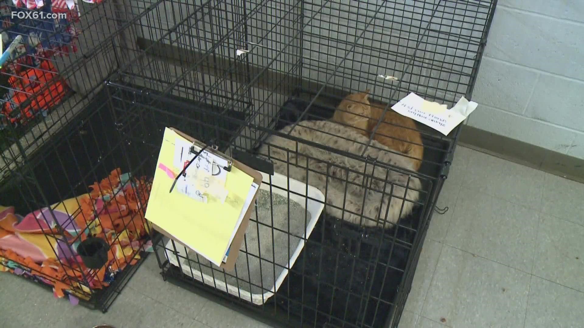 Members of the family accused of hoarding nearly 200 animals in a Winchester home are set to appear before a judge on Wednesday.