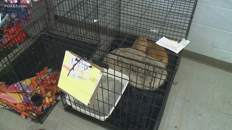 Family members in Winchester animal hoarding case to face judge Wednesday