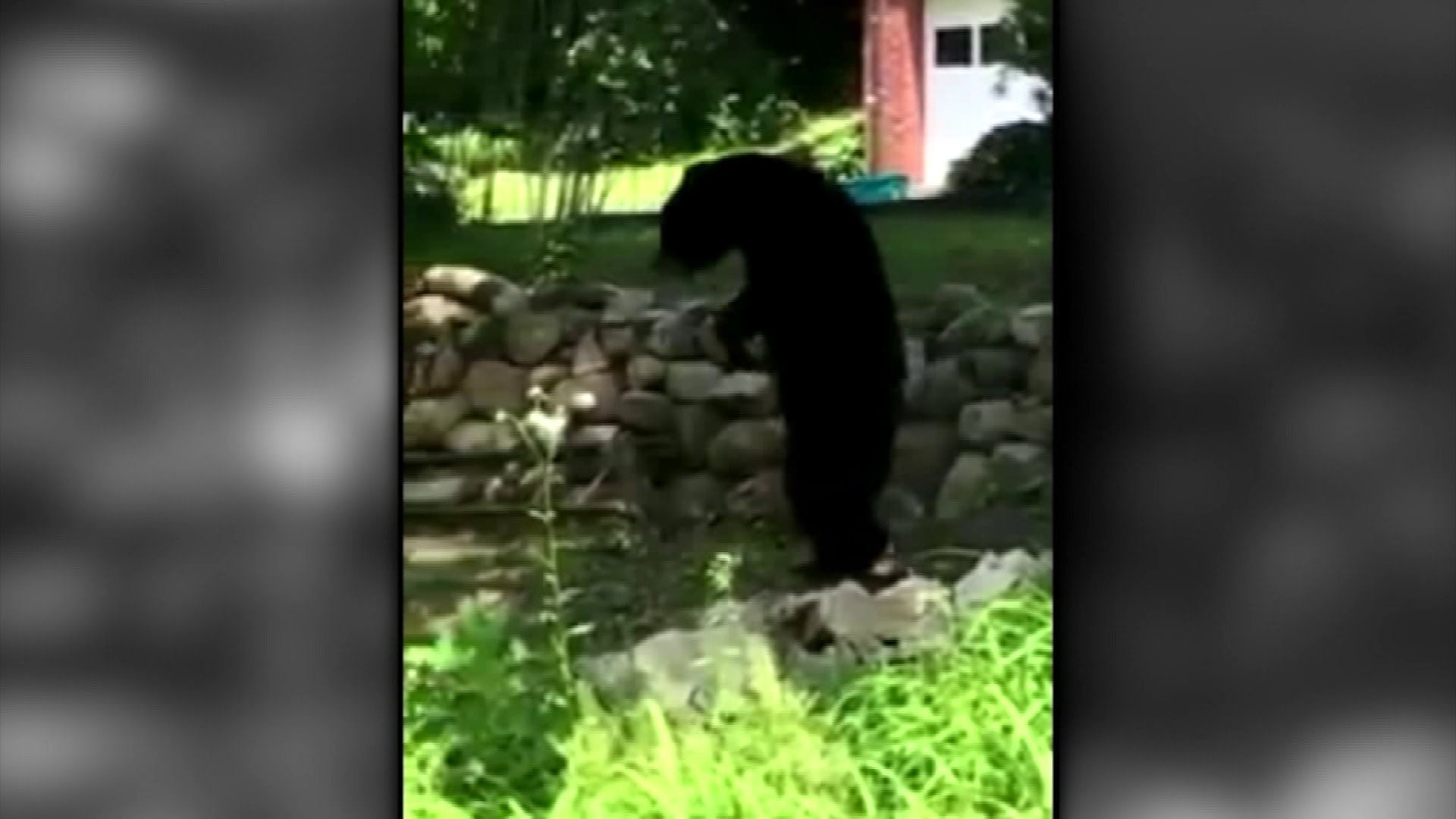 Was New Jersey’s bipedal bear Pedals killed?