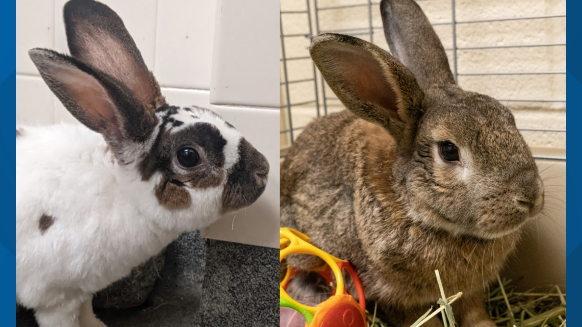 2 rabbits up for adoption at Conn. Humane Society