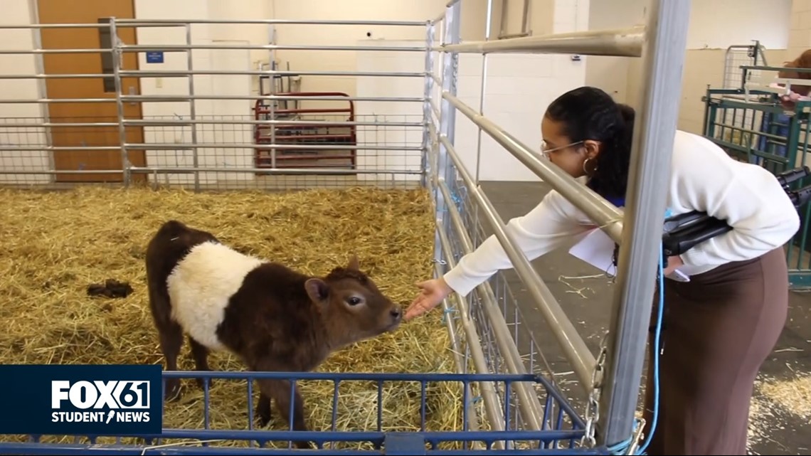 Shepaug Agriscience welcomes baby cow, lamb | FOX61 Student News