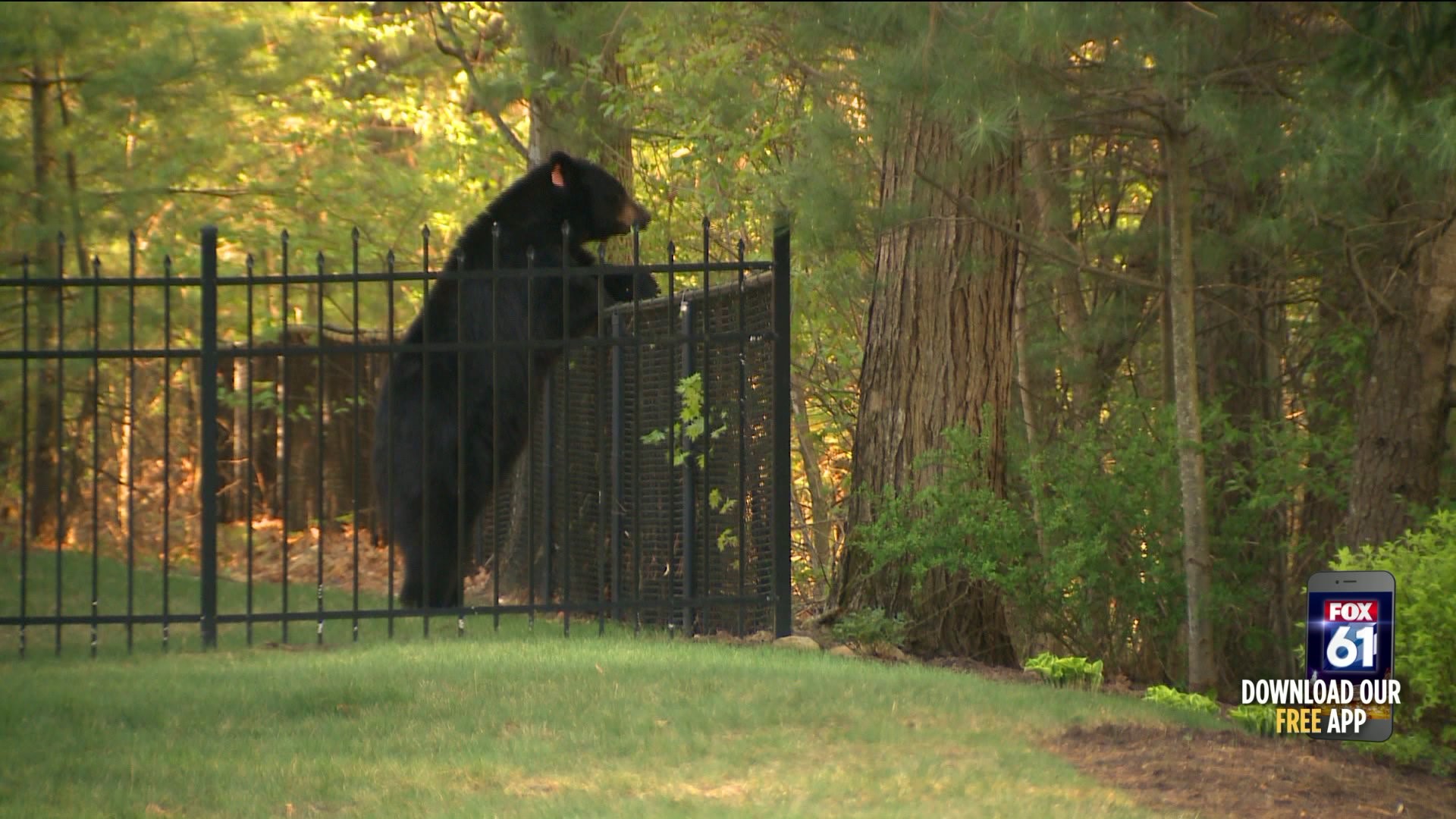 Connecticut residents advised to expect more bear sightings