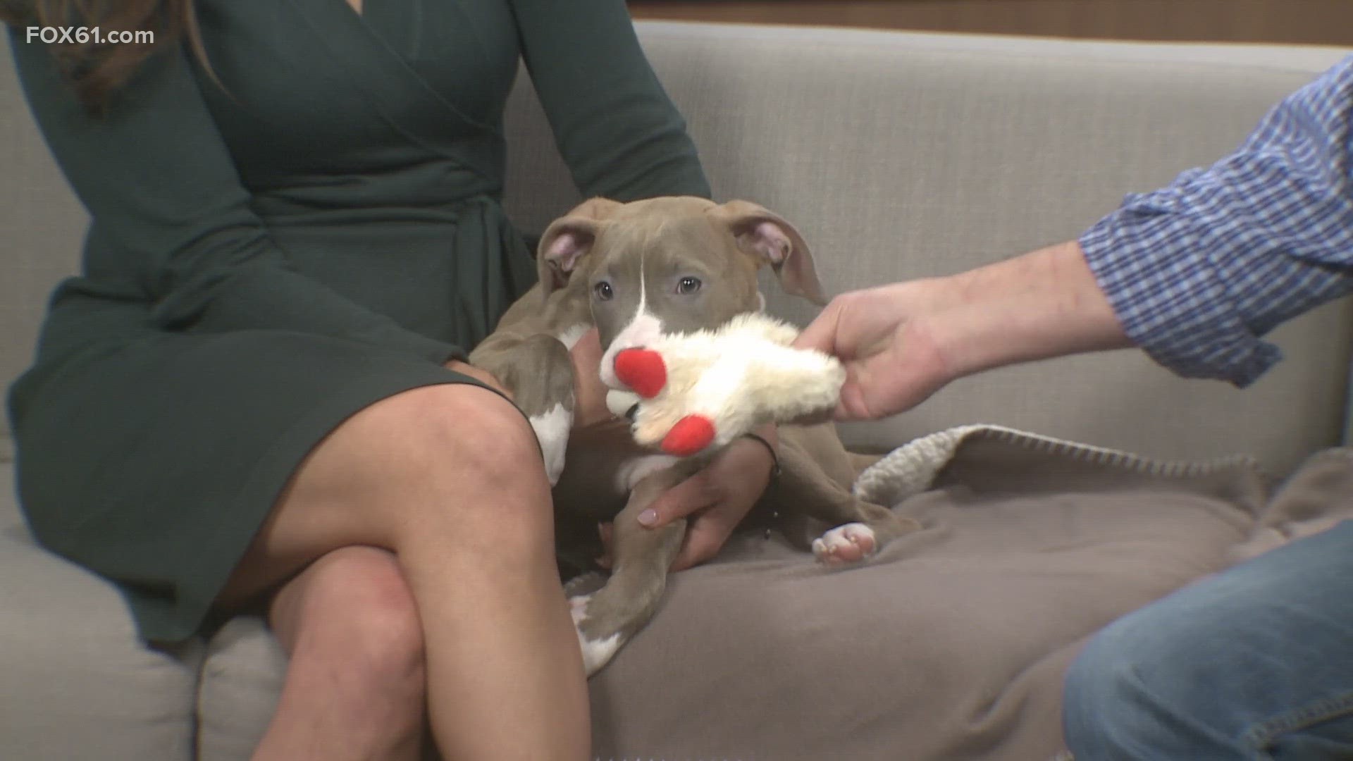 Octavia is one of three who came to the Connecticut Humane Society after her owners had to move. This puppy is looking for her forever home!