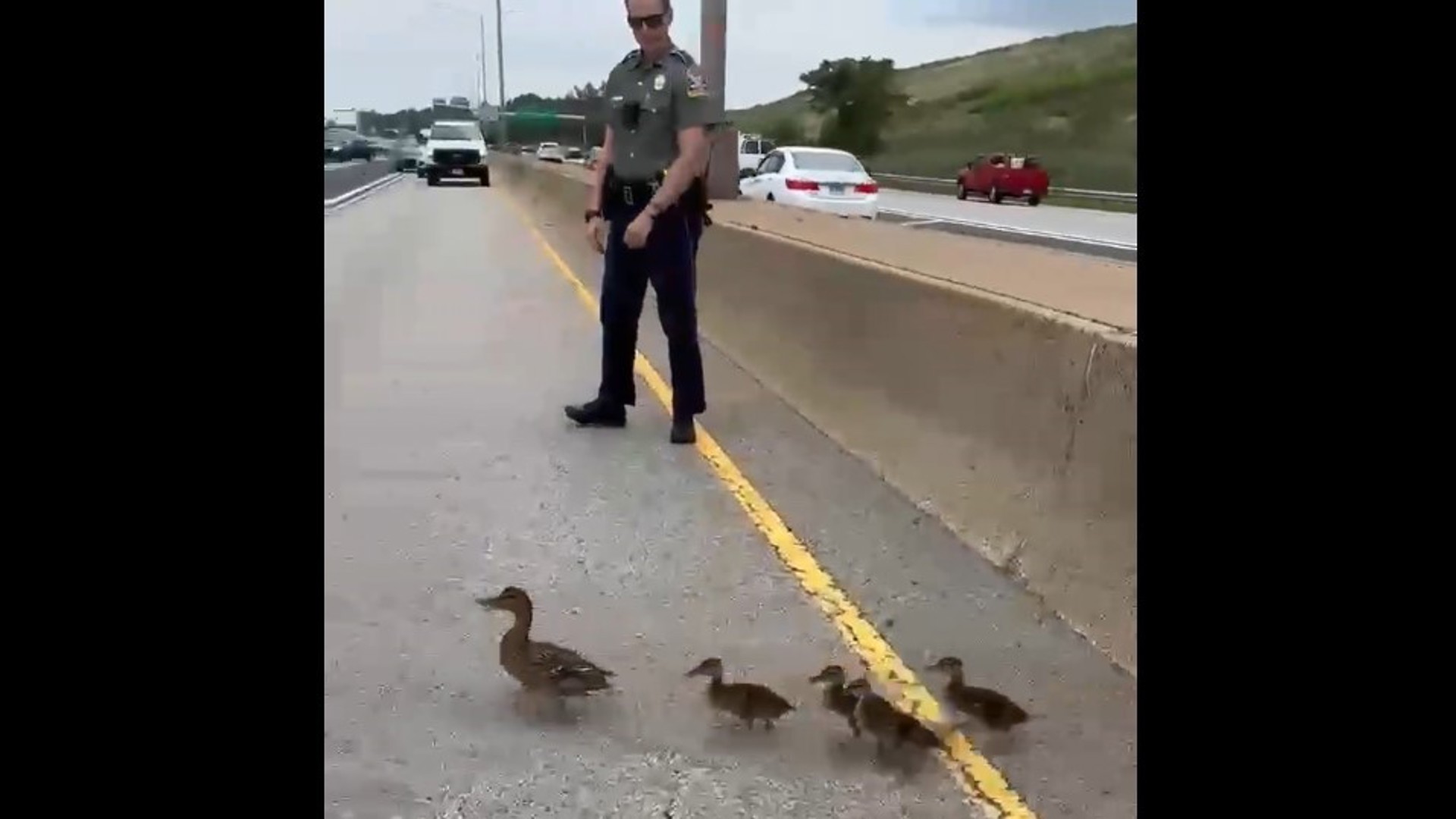 State police were called to I-91 south in Hartford on Monday to help a family of ducks cross the highway.