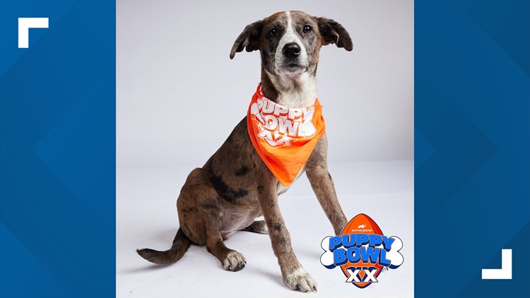 Here are the 14 puppies from Conn. competing in Puppy Bowl XX