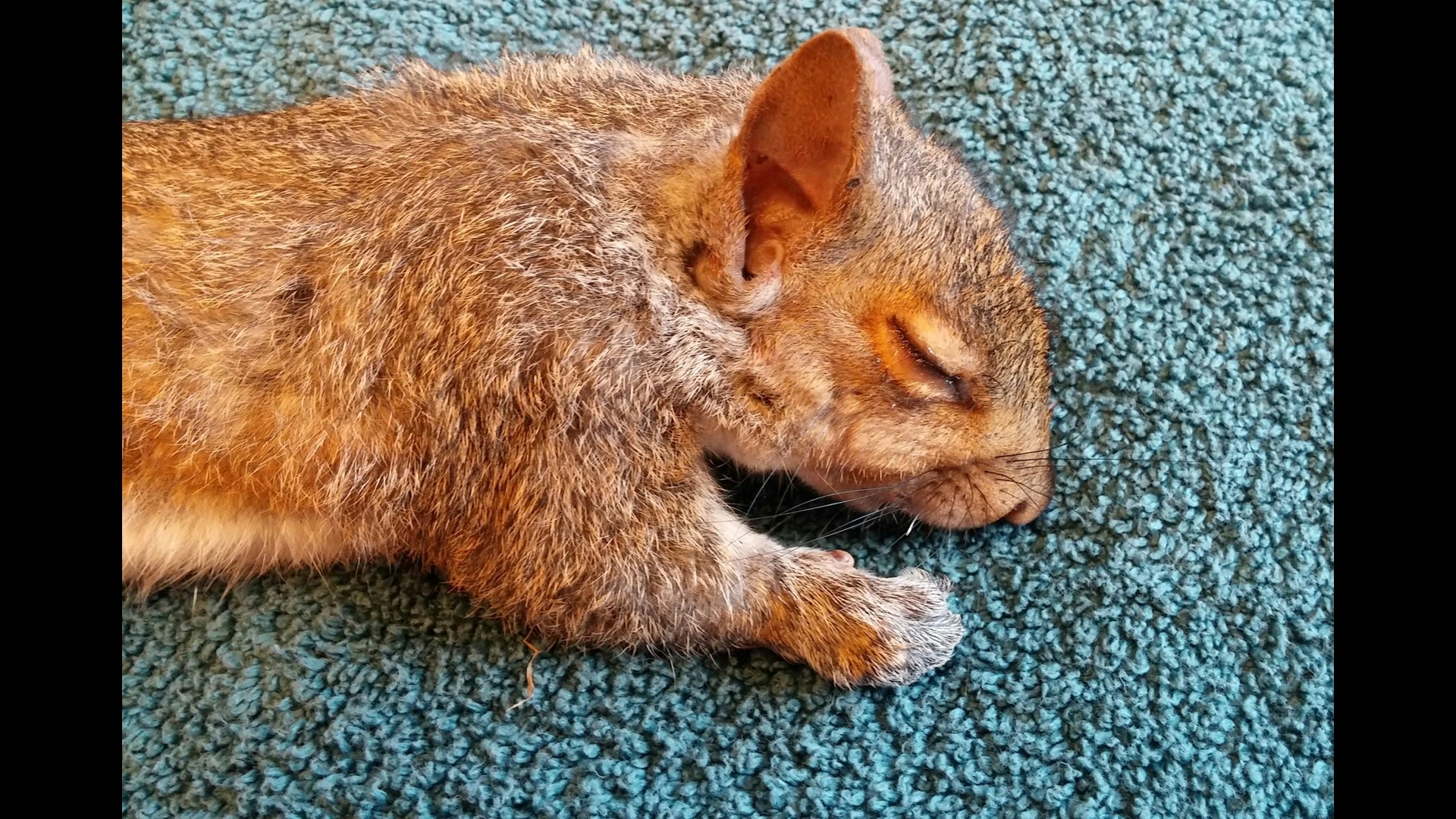 Baby squirrels rescued after tails get tangled together