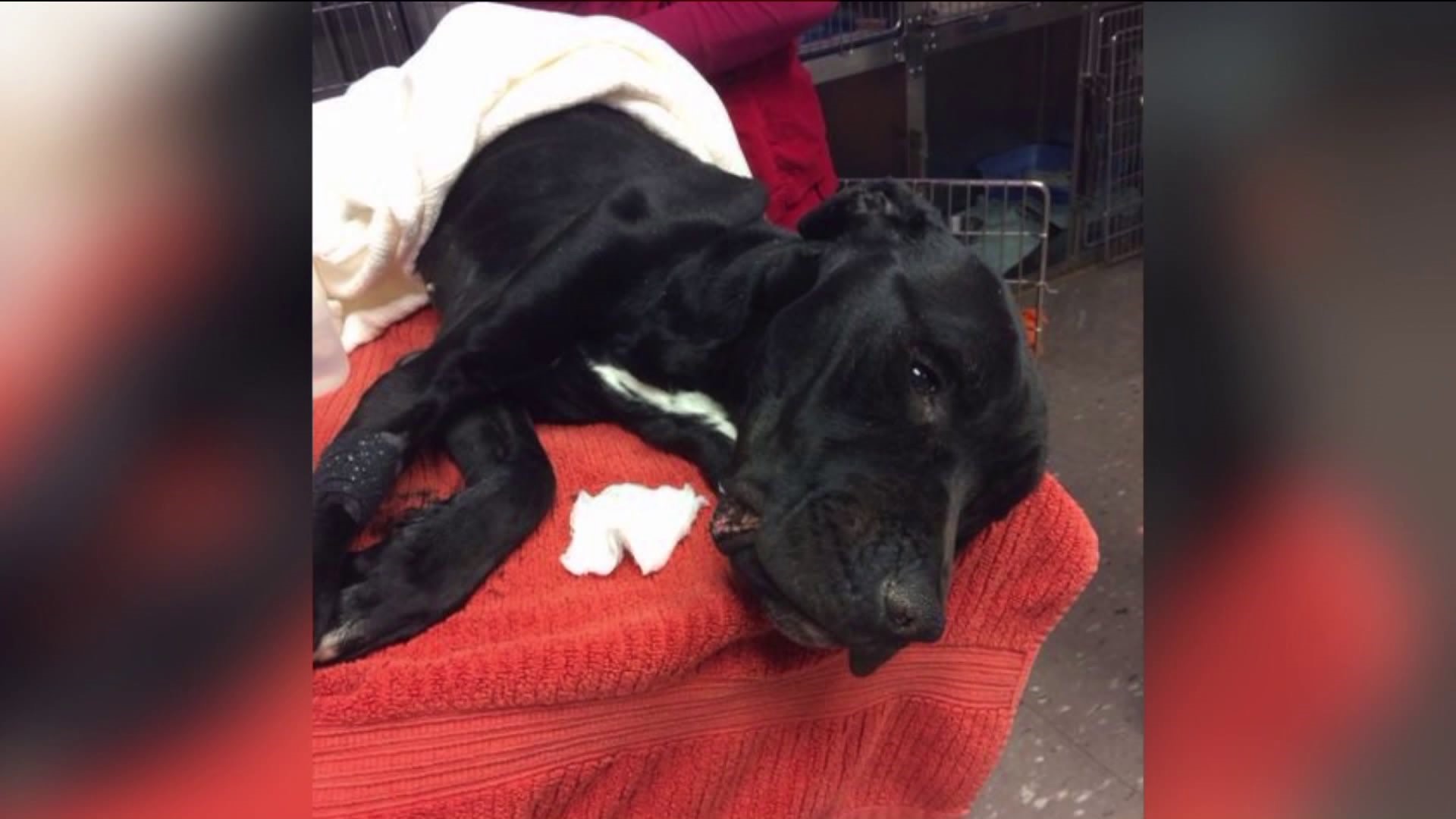 Emaciated dog discovered in Branford fighting for her life