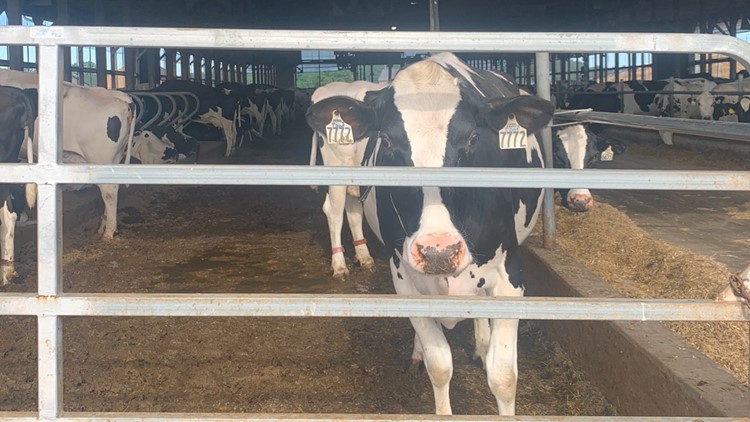 Ellington dairy farm becomes 1st in Connecticut to make natural gas from cow manure