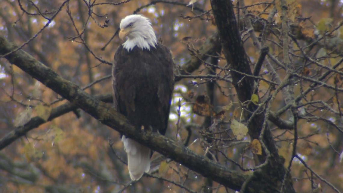Bald Eagle numbers on the rise in CT