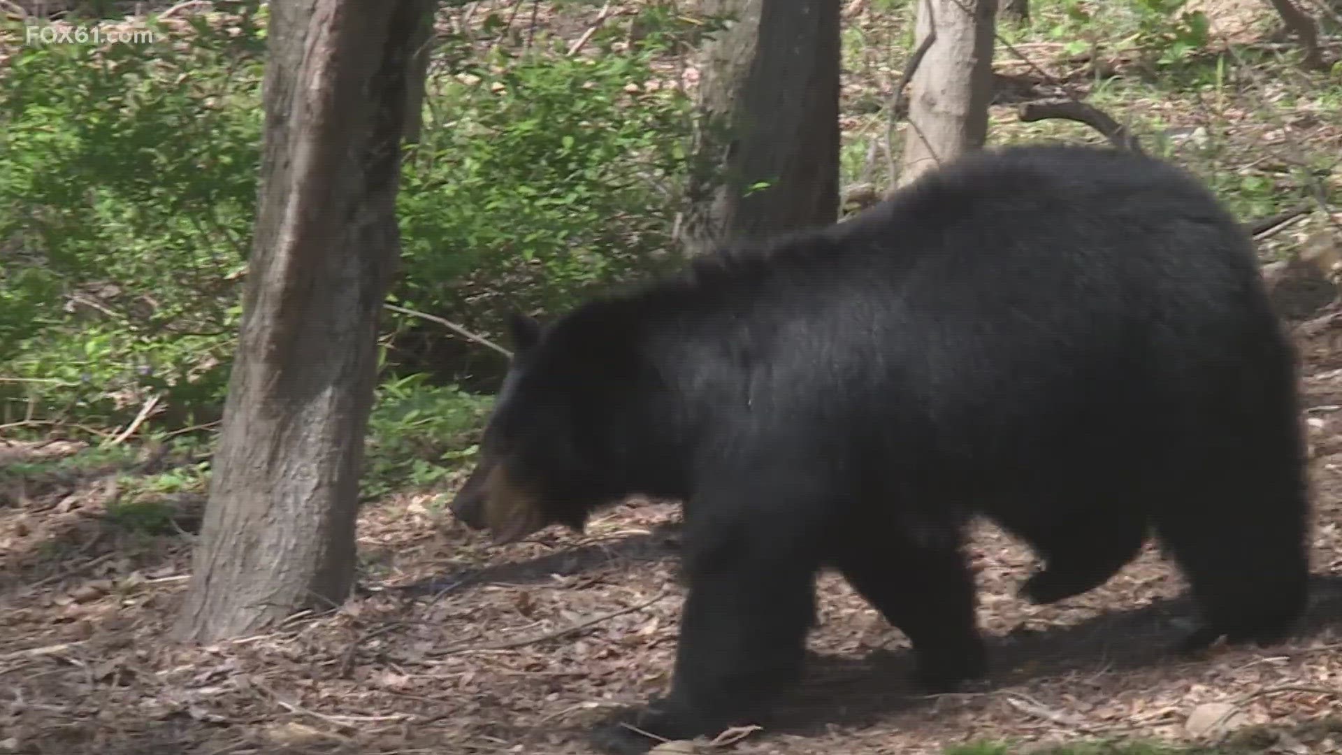 The main concern by many is potentially dangerous interactions between humans and bears.