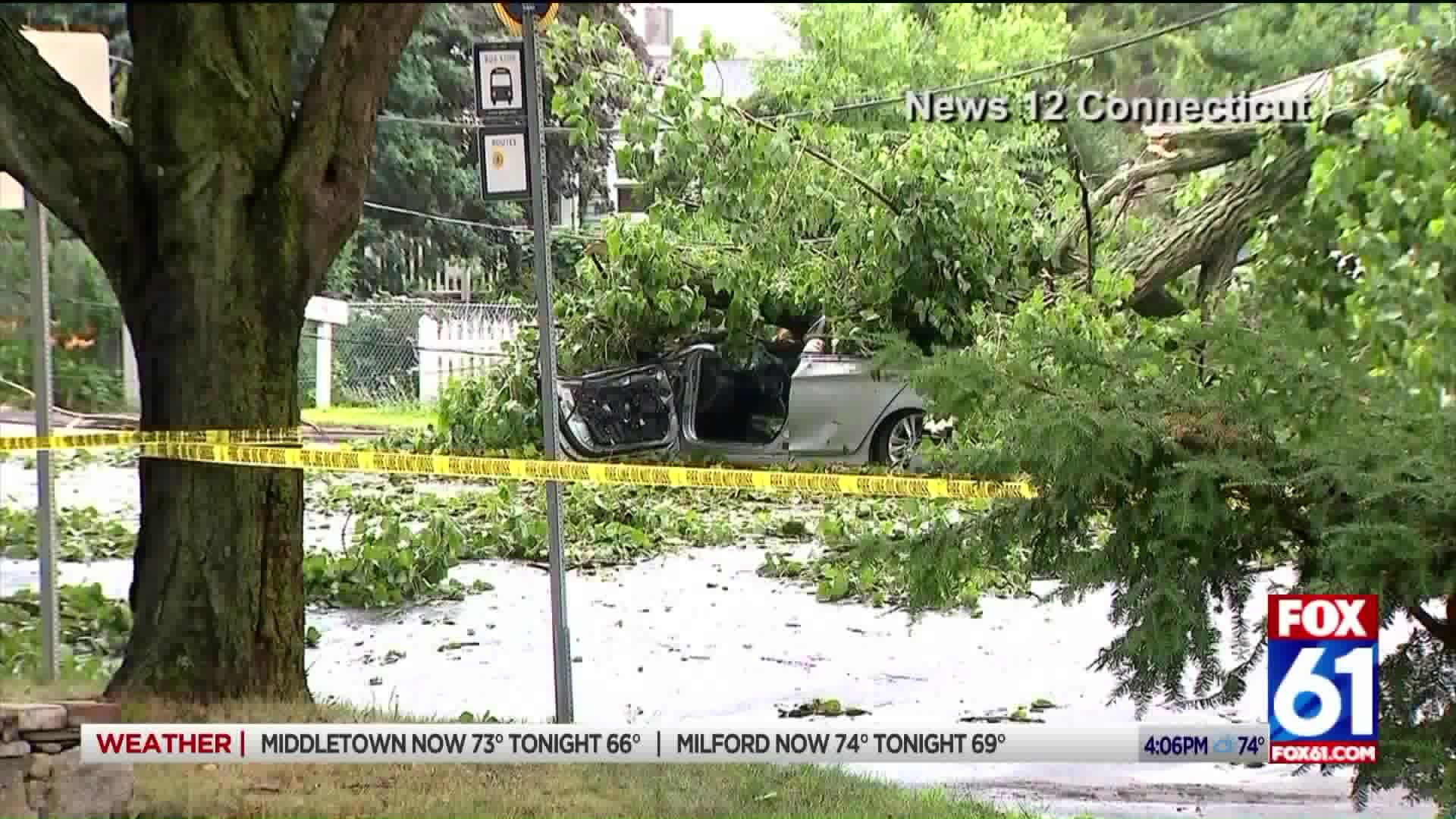 Fatal tree fall in Fairfield