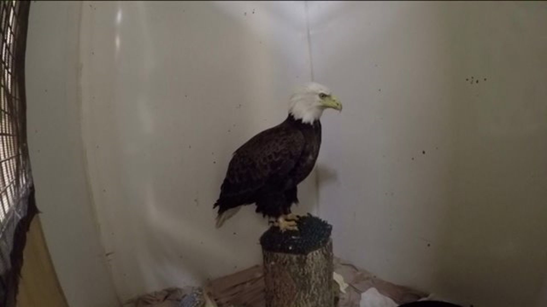 Eagle recovering with some extra help from the Audobon Society