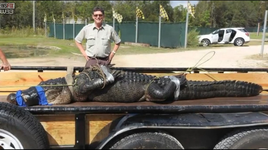 Hunters capture what’s believed to be the largest gator in Texas
