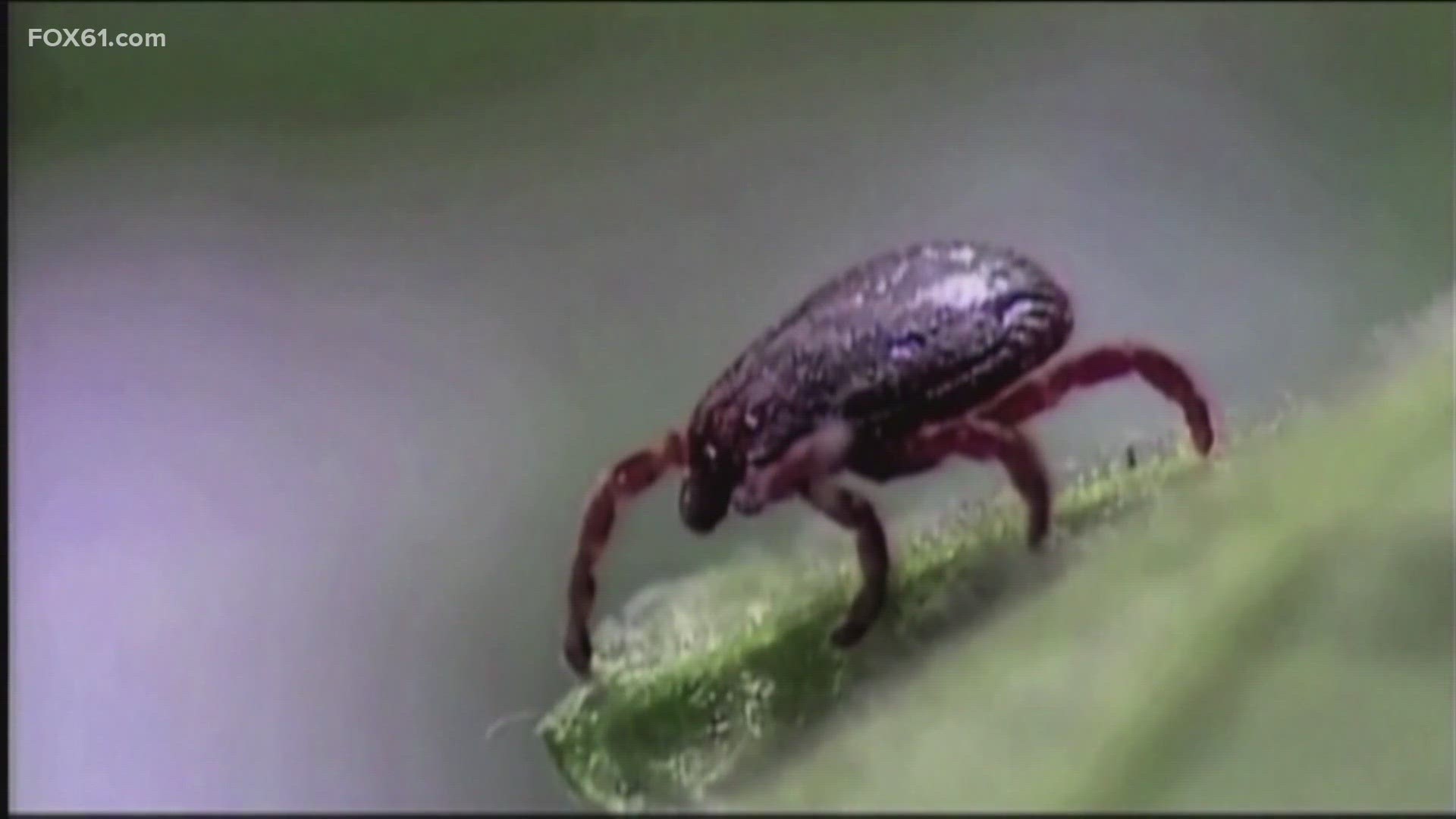 Four Connecticut residents have tested positive for the tick-borne Powassan virus infection (POWV) according to the Connecticut Department of Public Health CT DPH)